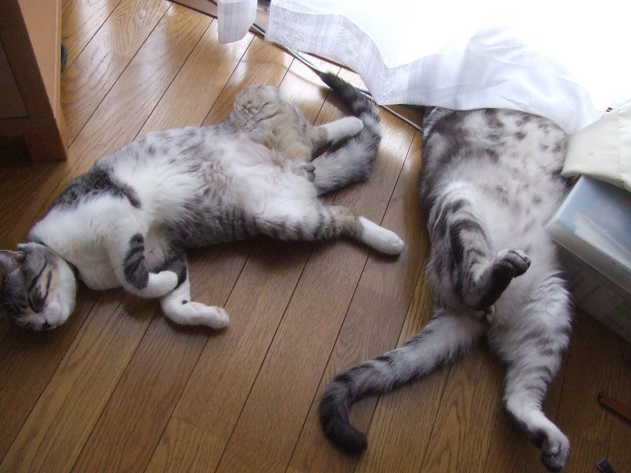 オススメ夏ソング🏖️を教えてください🎵