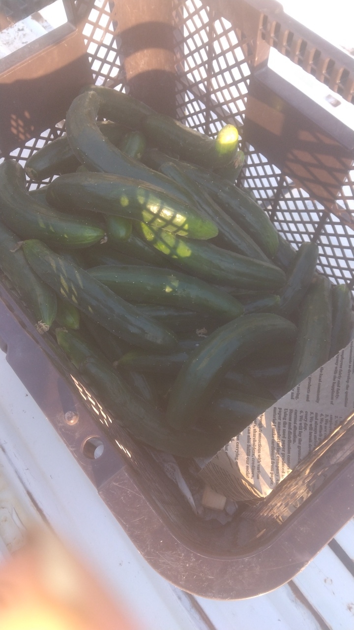 無農薬の野菜って食べたいですか？一般のものよりどの位高くても買いたいですか？