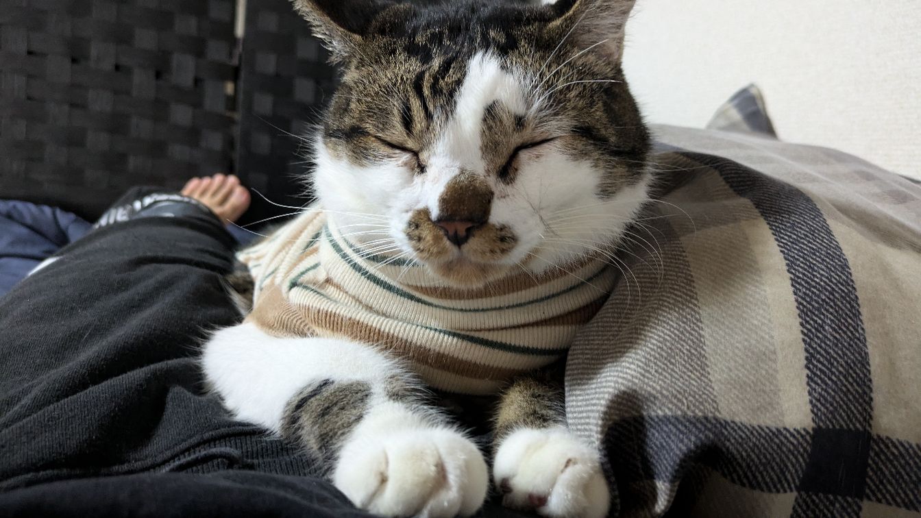 俺の猫、可愛いんで褒めてもらえますか？