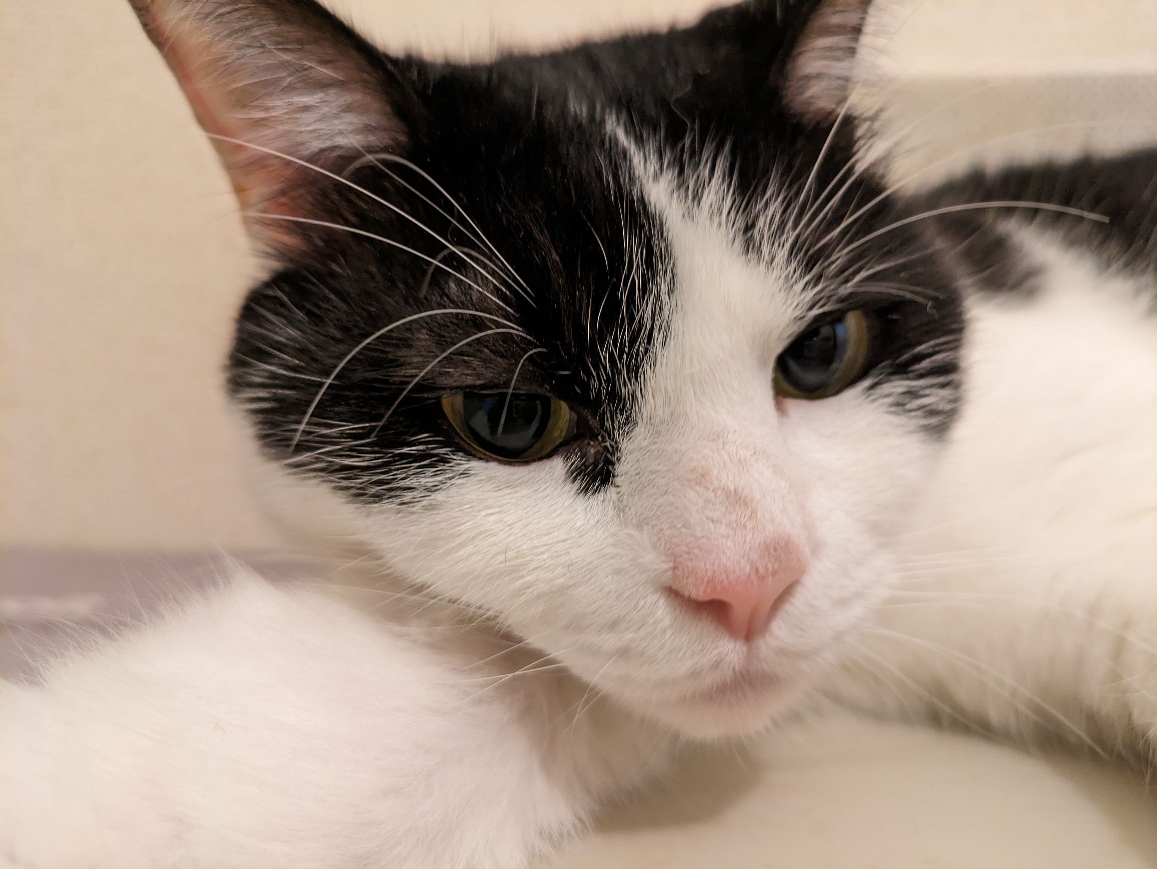 俺の猫、可愛いんで褒めてもらえますか？