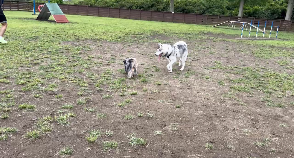 おすすめのドッグラン教えてください