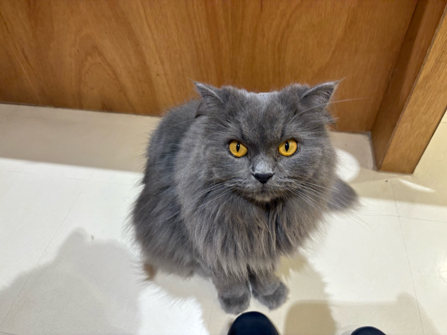 犬と猫、どっちが好き？