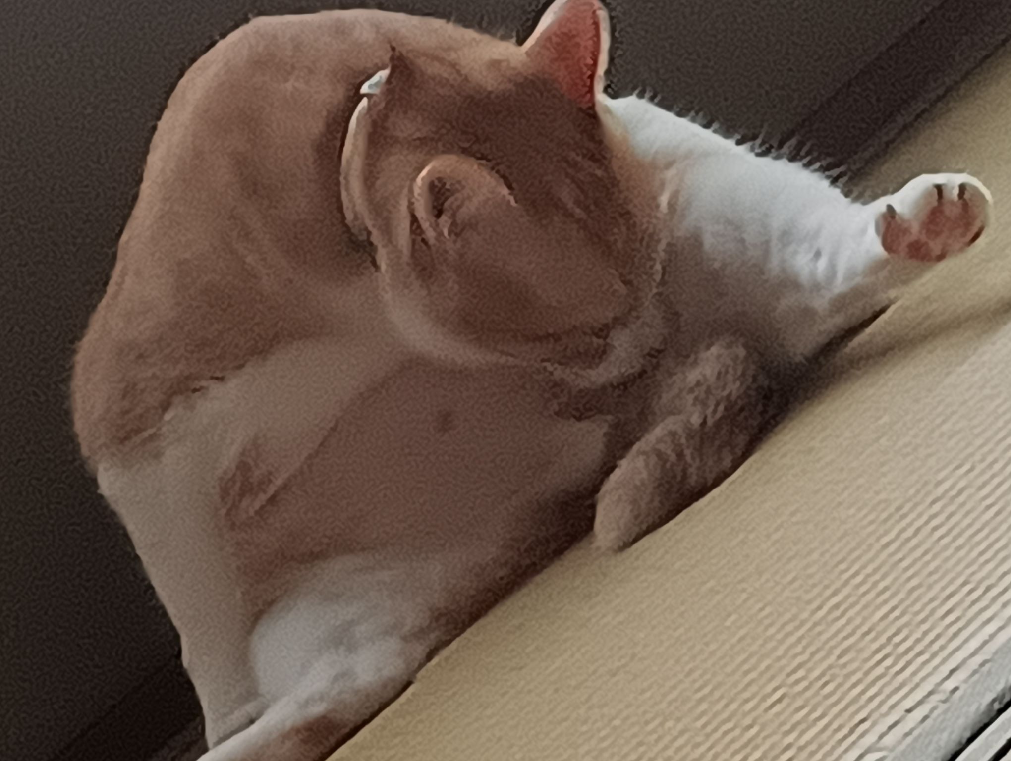 生まれ変わるなら何になる～？