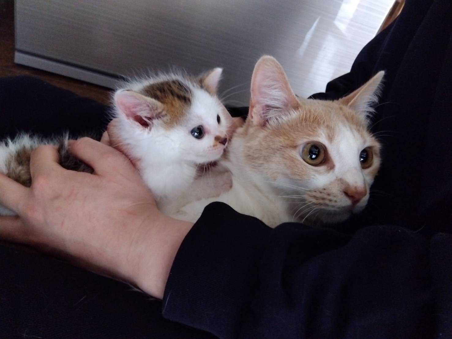 家猫がマイペースな俺様系の子とヤンデレ気質な甘えん坊ワガママな子がいます。上手く育てたつもりではあったのですがどうも変な性格にしか育たないのはなぜでしょうか？