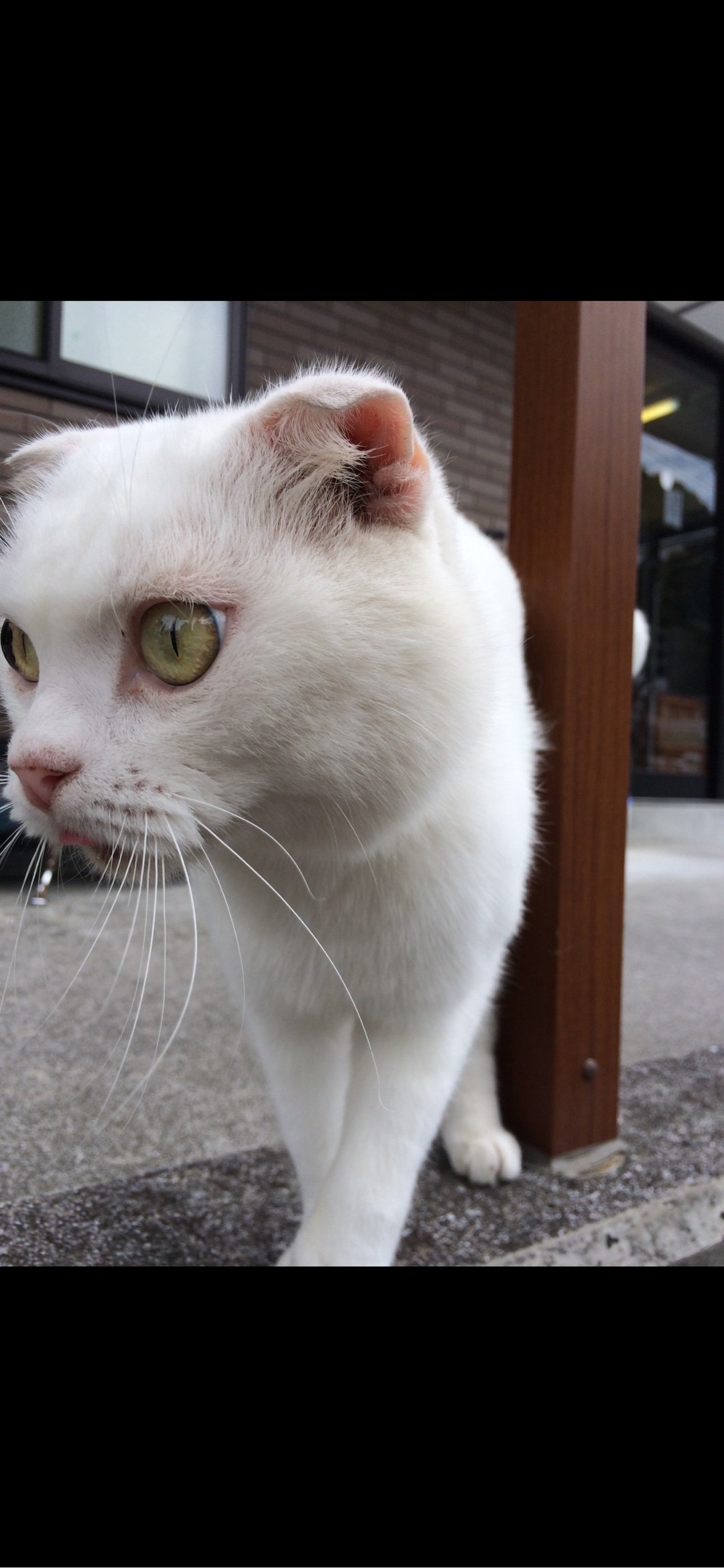 ﾏｯ⤴︎ハー→