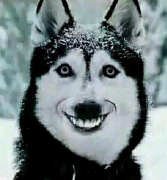 飼い主、何をしてこうなった？