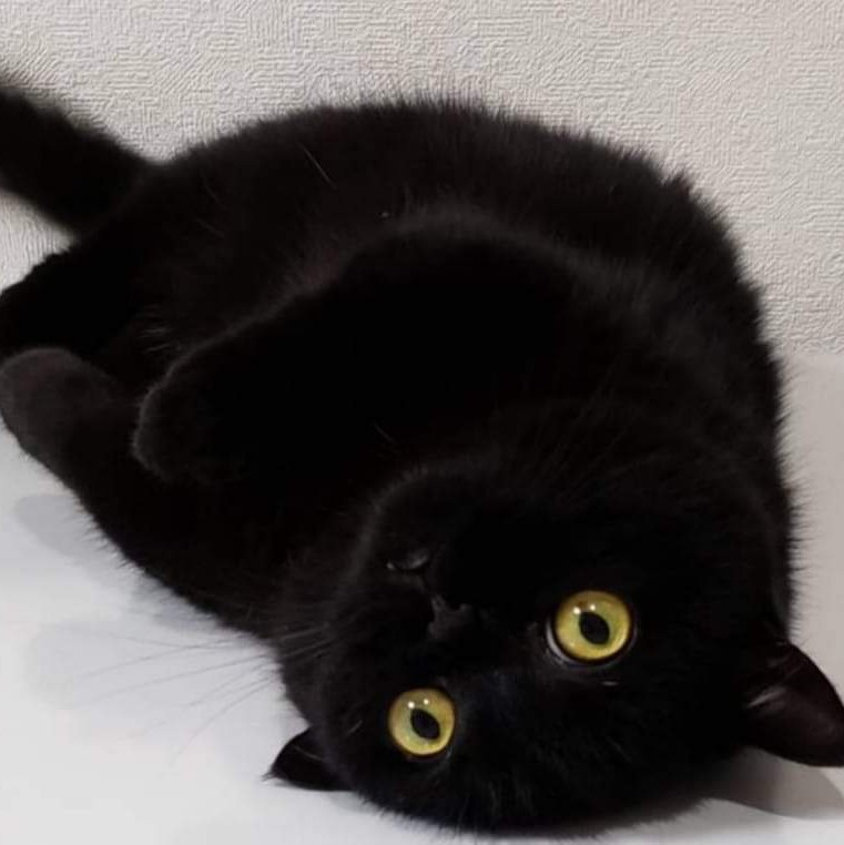 ズバリ、いぬ派？猫派？