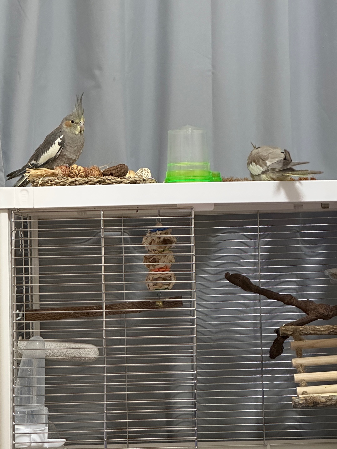 インコ何羽飼ってるの？