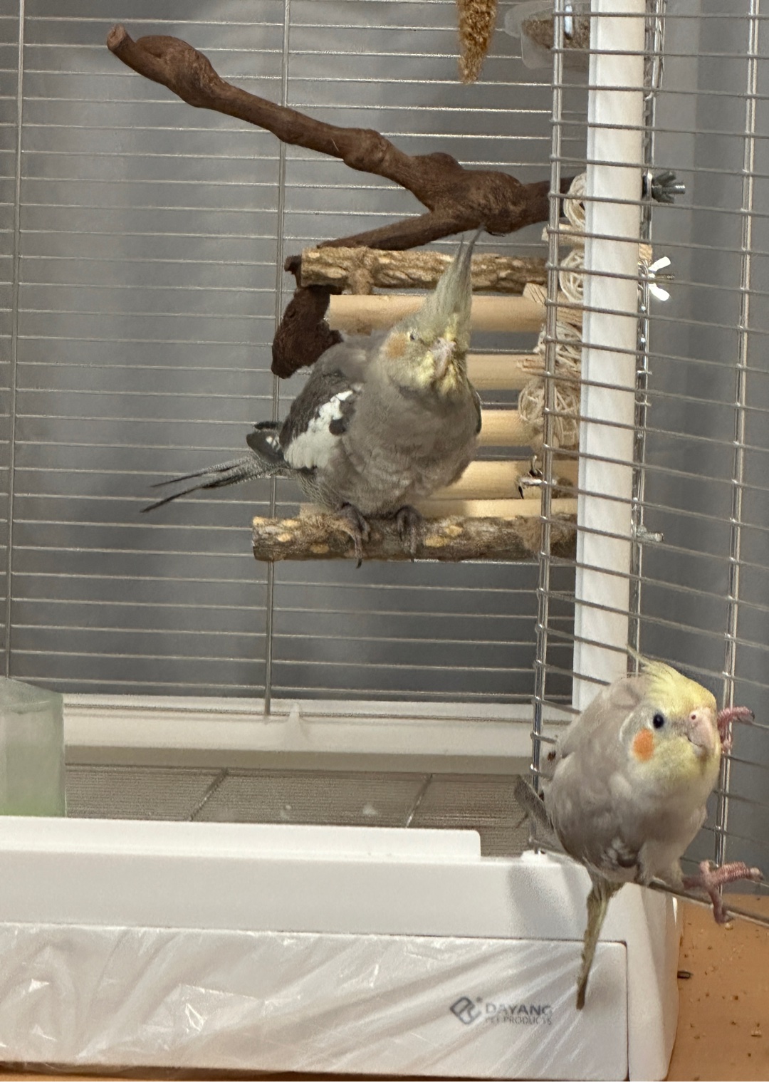 インコ何羽飼ってるの？