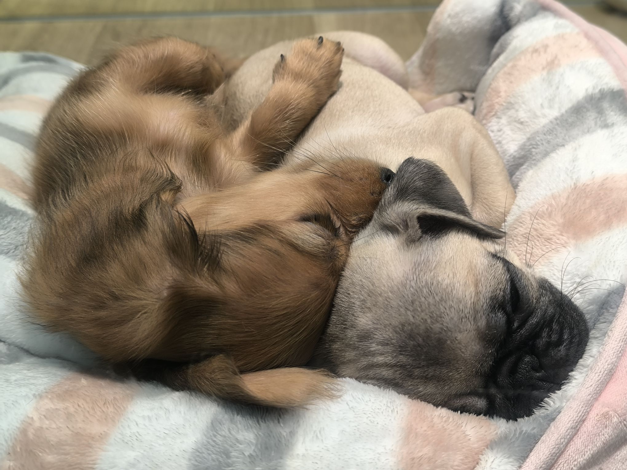 私の犬が可愛すぎた笑🤦‍♀️
