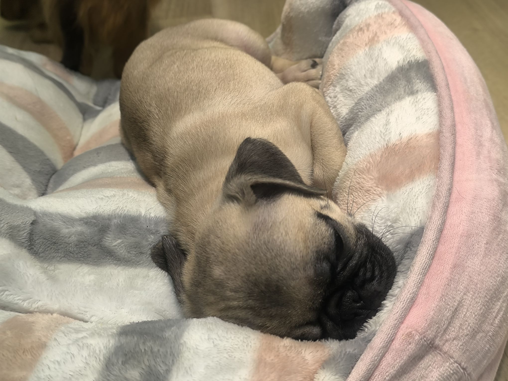 私の犬が可愛すぎた笑🤦‍♀️