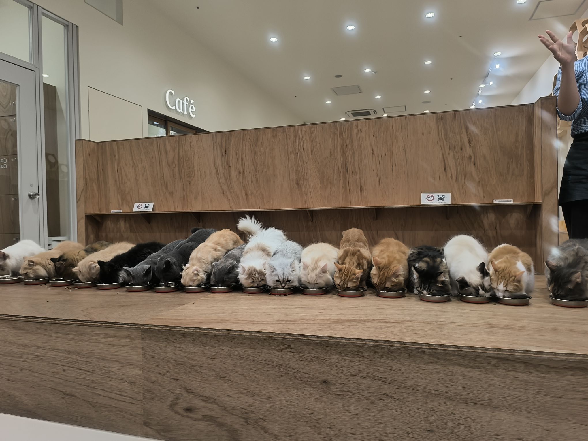 猫カフェ行った時ご飯の時間だったから🍚、ねこめっちゃかわいかった