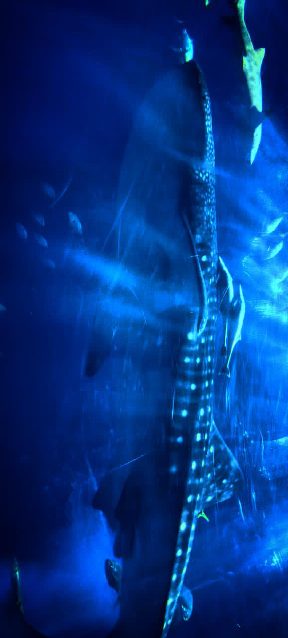 自分で撮ったお気に入りの写真見せてほしいです、自分は美ら海水族館のジンベエザメの写真です