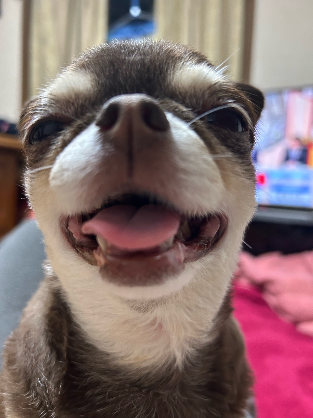 愛犬あさりちゃんです。