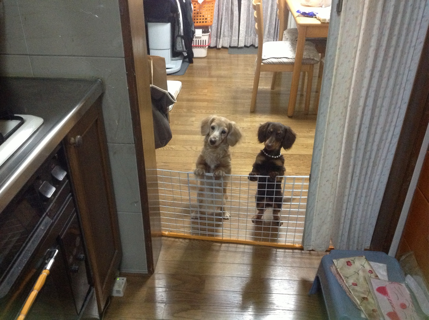 多頭飼いしてる？