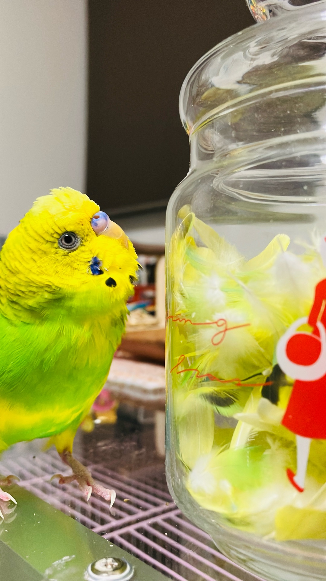 羽根、拾ってとっておいちゃう人、いますか？