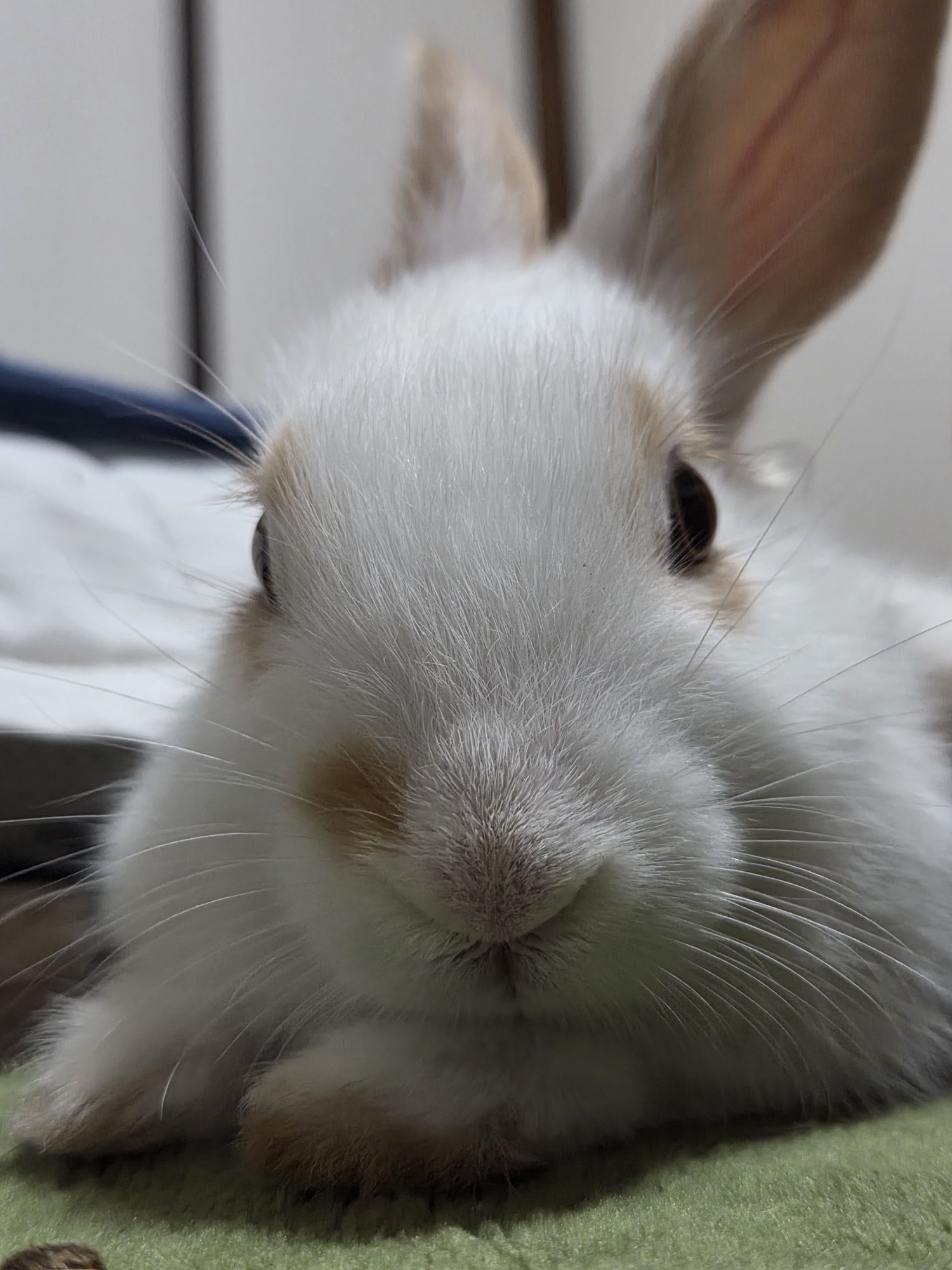 うさぎの写真何枚くらいありますか?