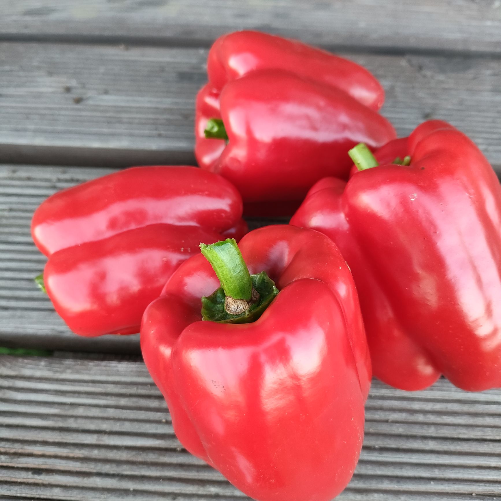 庭で採れた立派なパプリカで何作る？