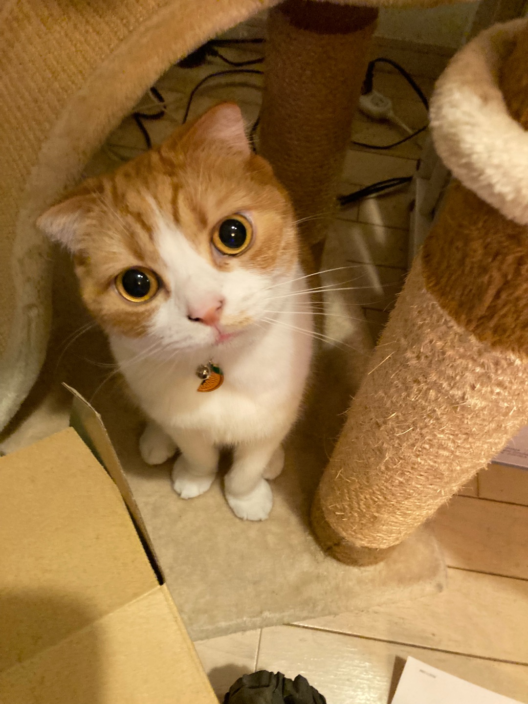 みんなの爪とぎが見たい！