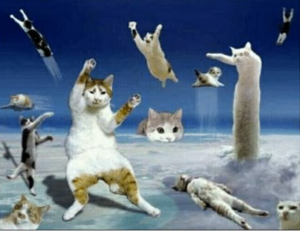 【画像で一言】ネコちゃん🐱