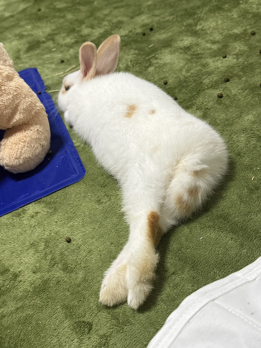 皆さんのうさぎさんはどんな寝方しますか❓