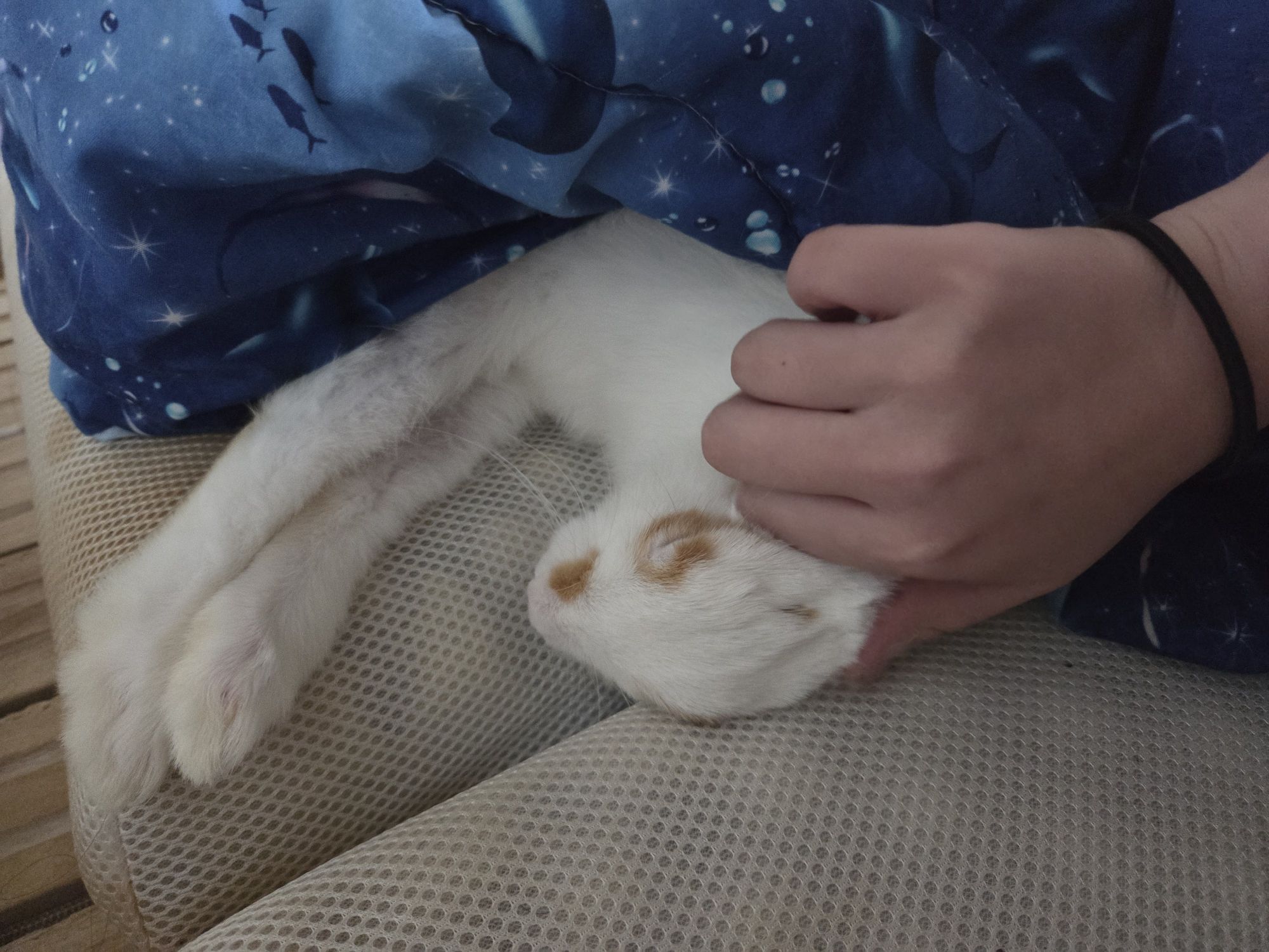 皆さんのうさぎさんはどんな寝方しますか❓