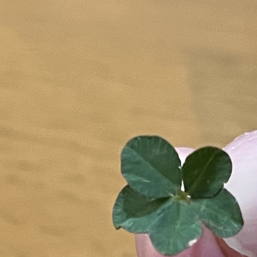 真ん中に白い線の丸がないよったとかは幸運の四葉とかではないのかな？