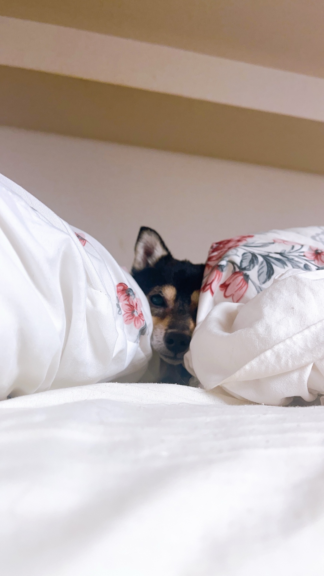 犬猫の換毛期、抜け毛対策どうしてますか？