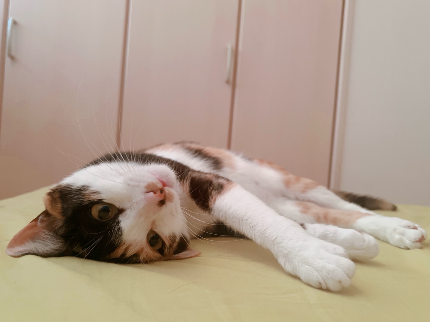 君のお家にいる三毛猫ちゃん見せて❣️