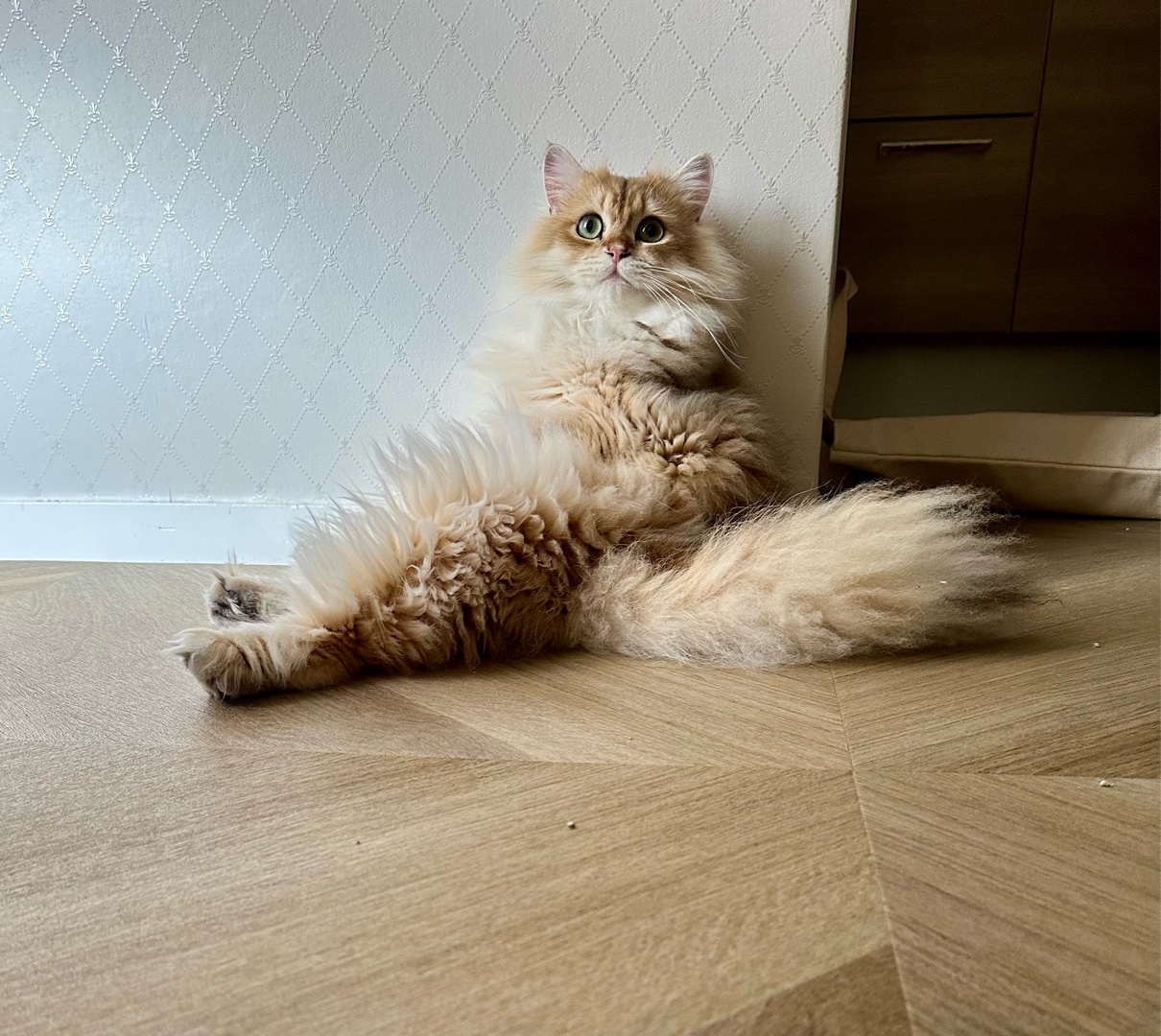 出来てしまった毛玉除去方法