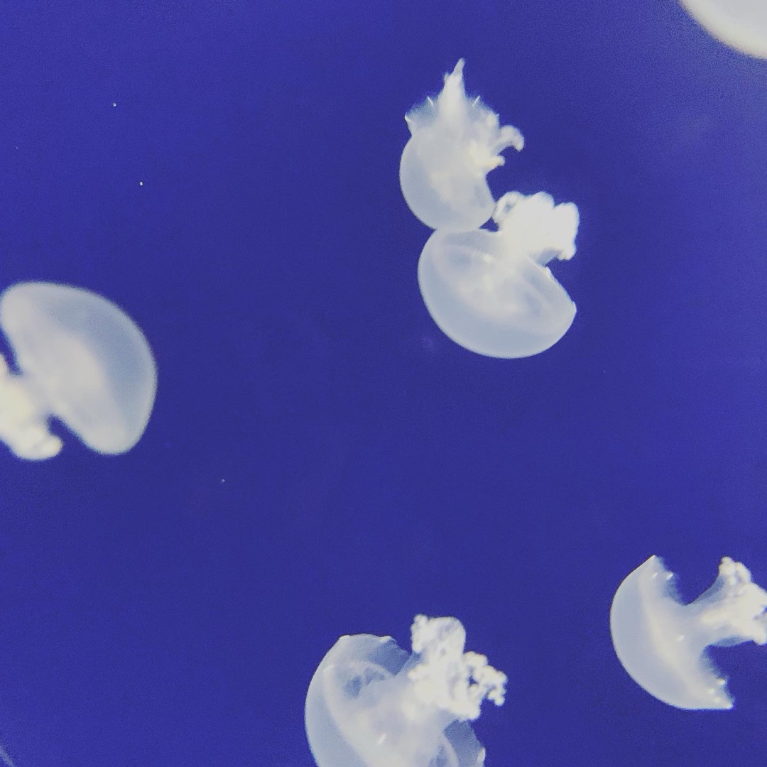 クラゲを好きな理由は？