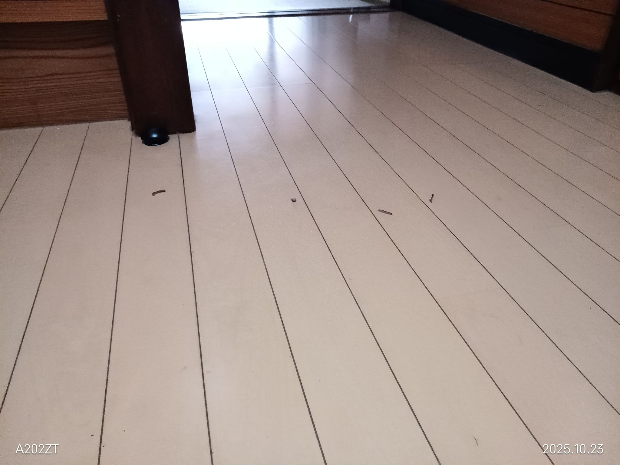 ヤスデ大量発生中