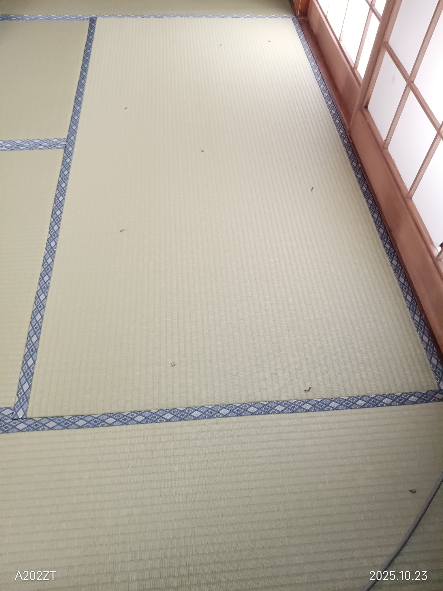 ヤスデ大量発生中