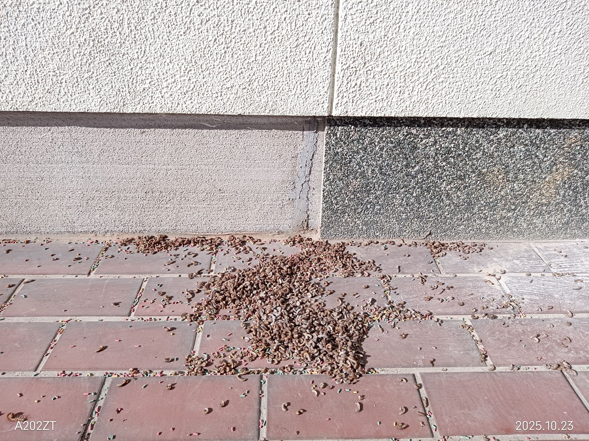 ヤスデ大量発生中