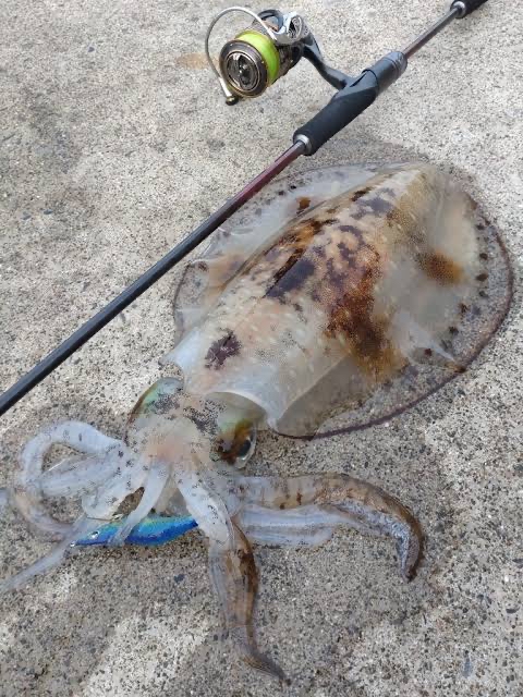 エギングロッド