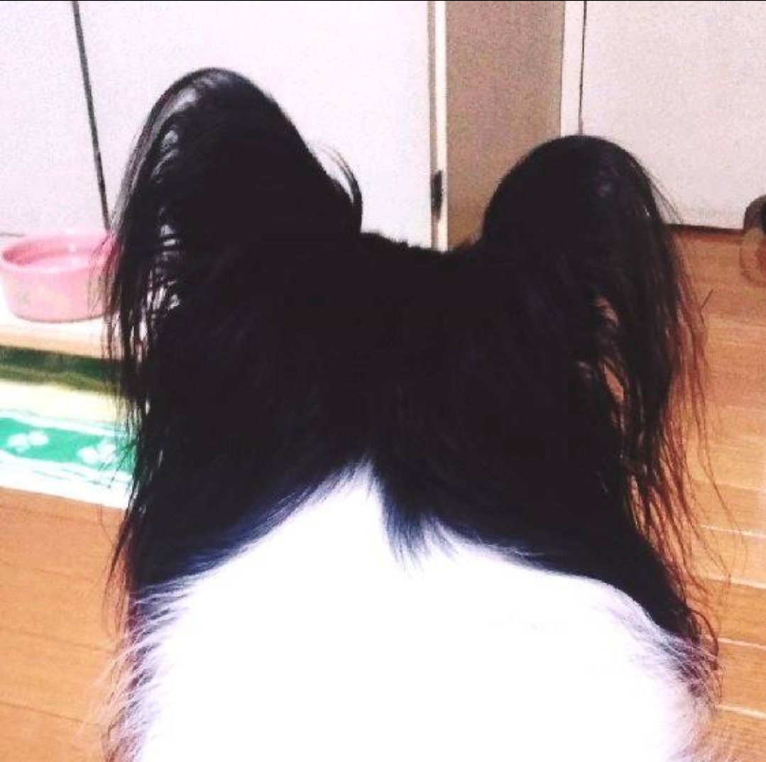 犬の後ろ姿(特に首のあたり)が好きな人はいますか？