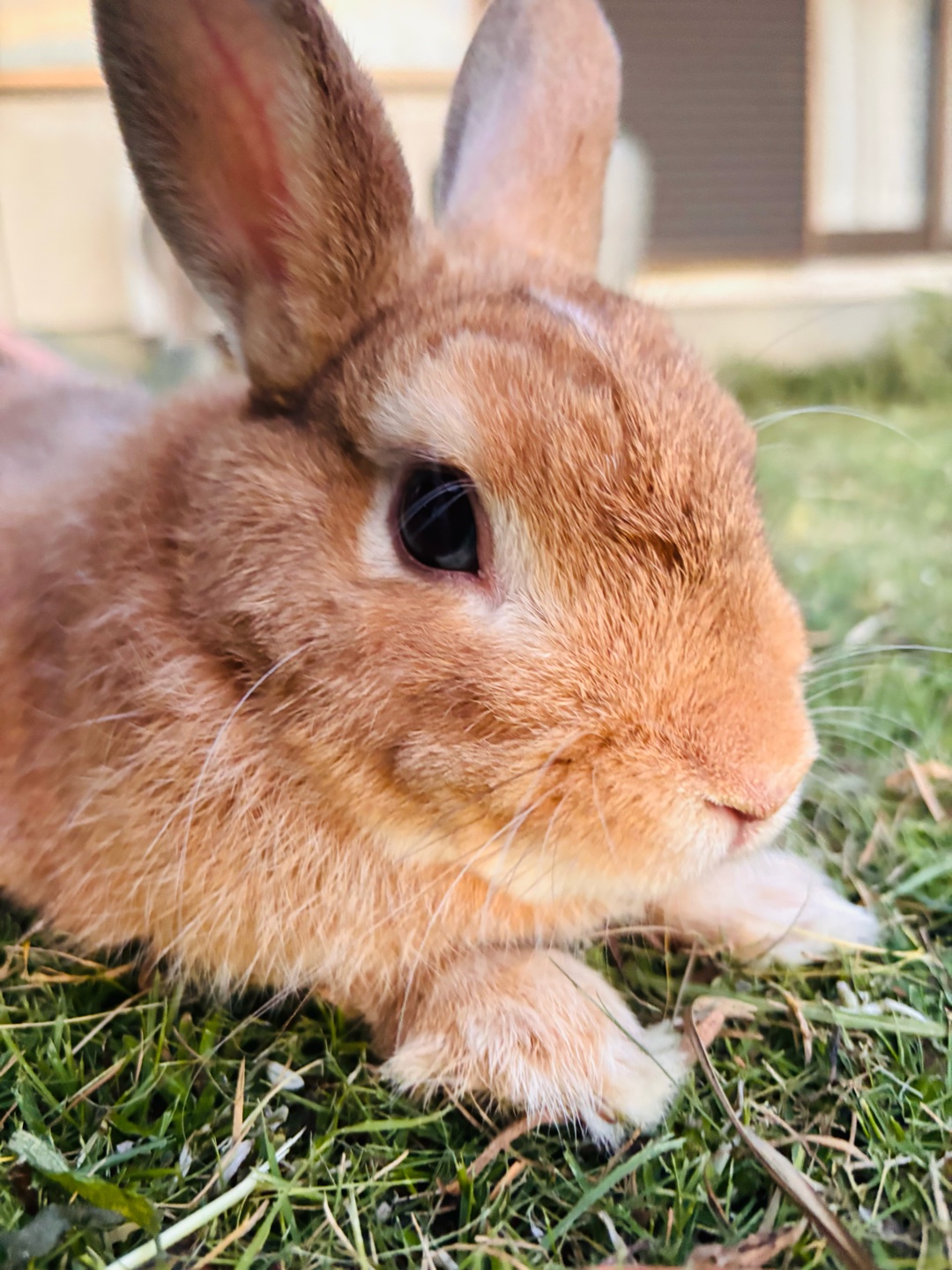 マジでお願いなんだけどご自慢の可愛らしいorかっこいいペットの写真見せてくれん？爬虫類や哺乳類なんでも嬉しいからちなみにうちの子はうさぎさん
