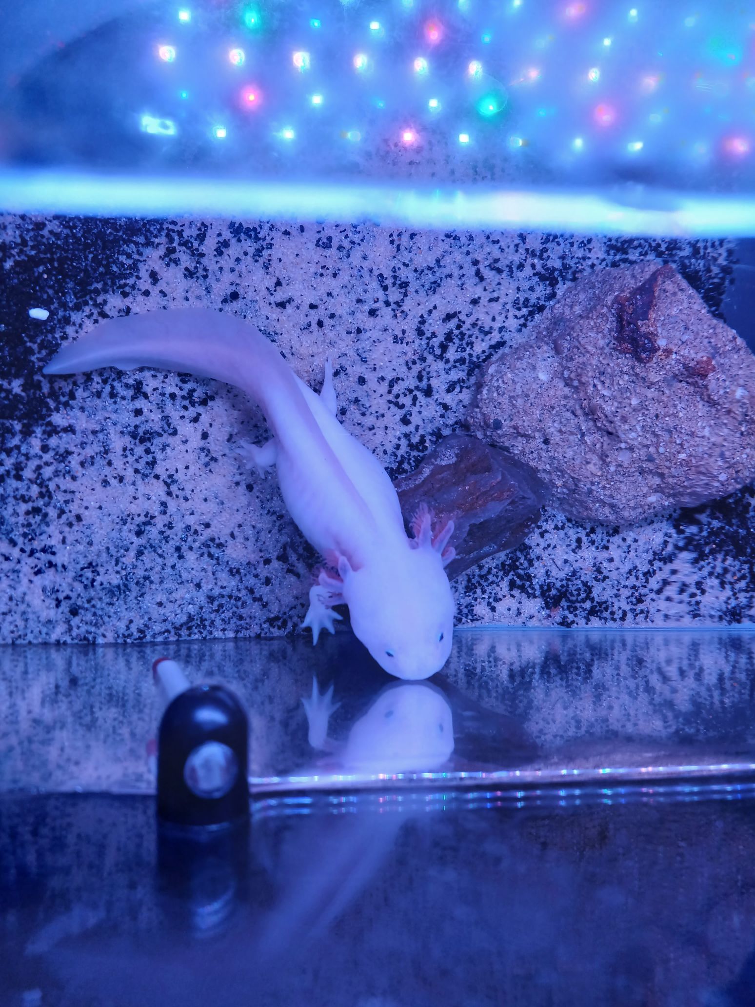 ウーパールーパー、このお腹の大きさは異常ですか？