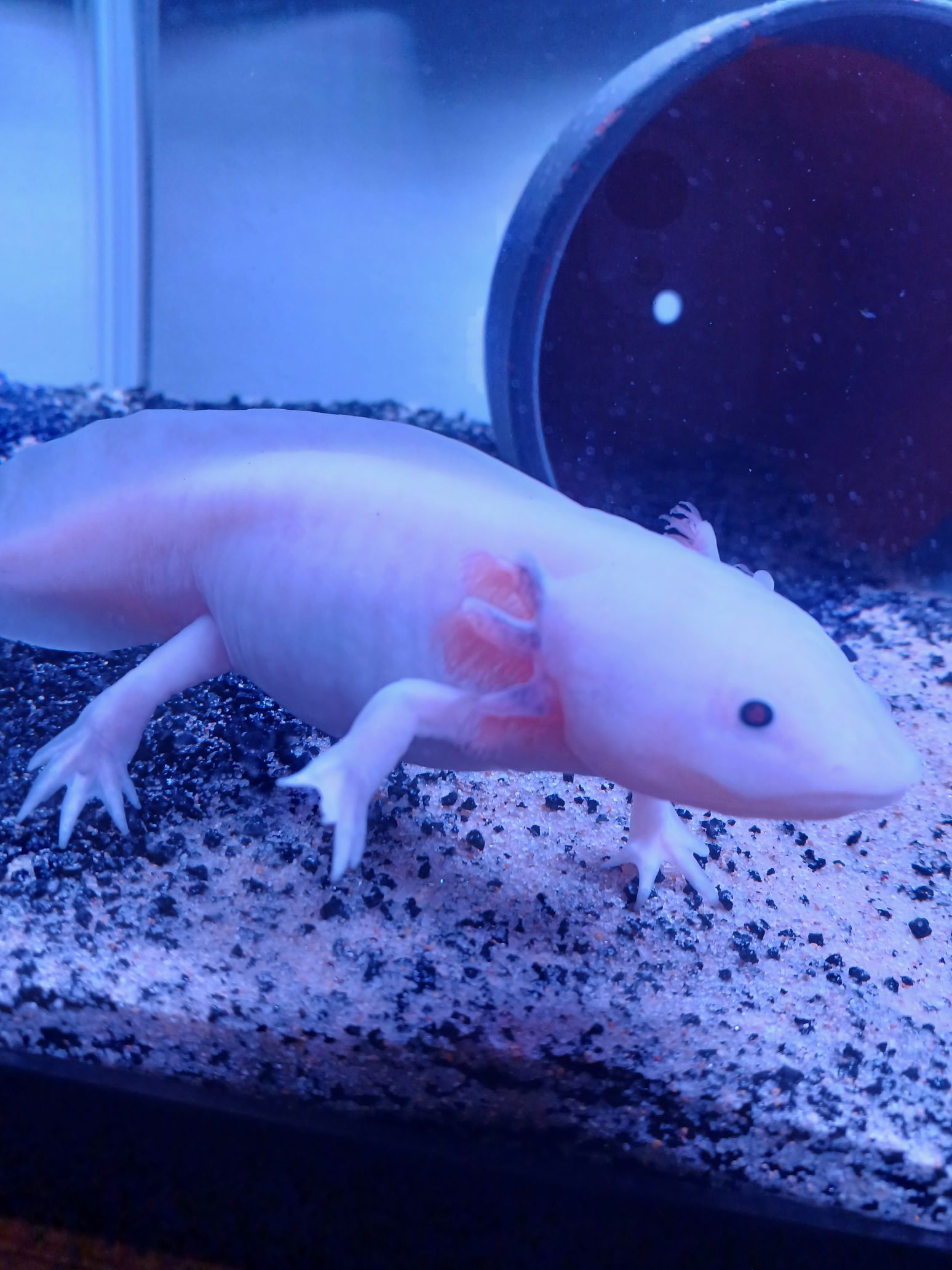 ウーパールーパー、このお腹の大きさは異常ですか？