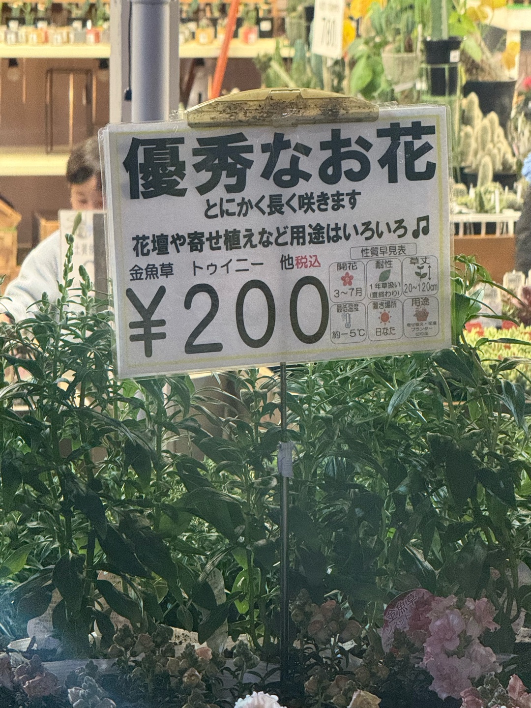 優秀な、お花(^^)