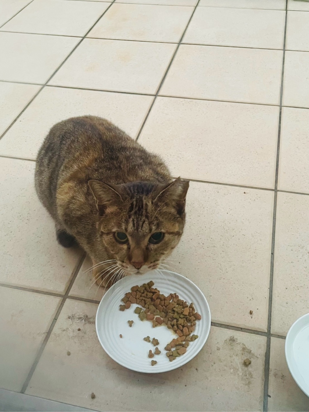 今日のにゃんこ見せて！