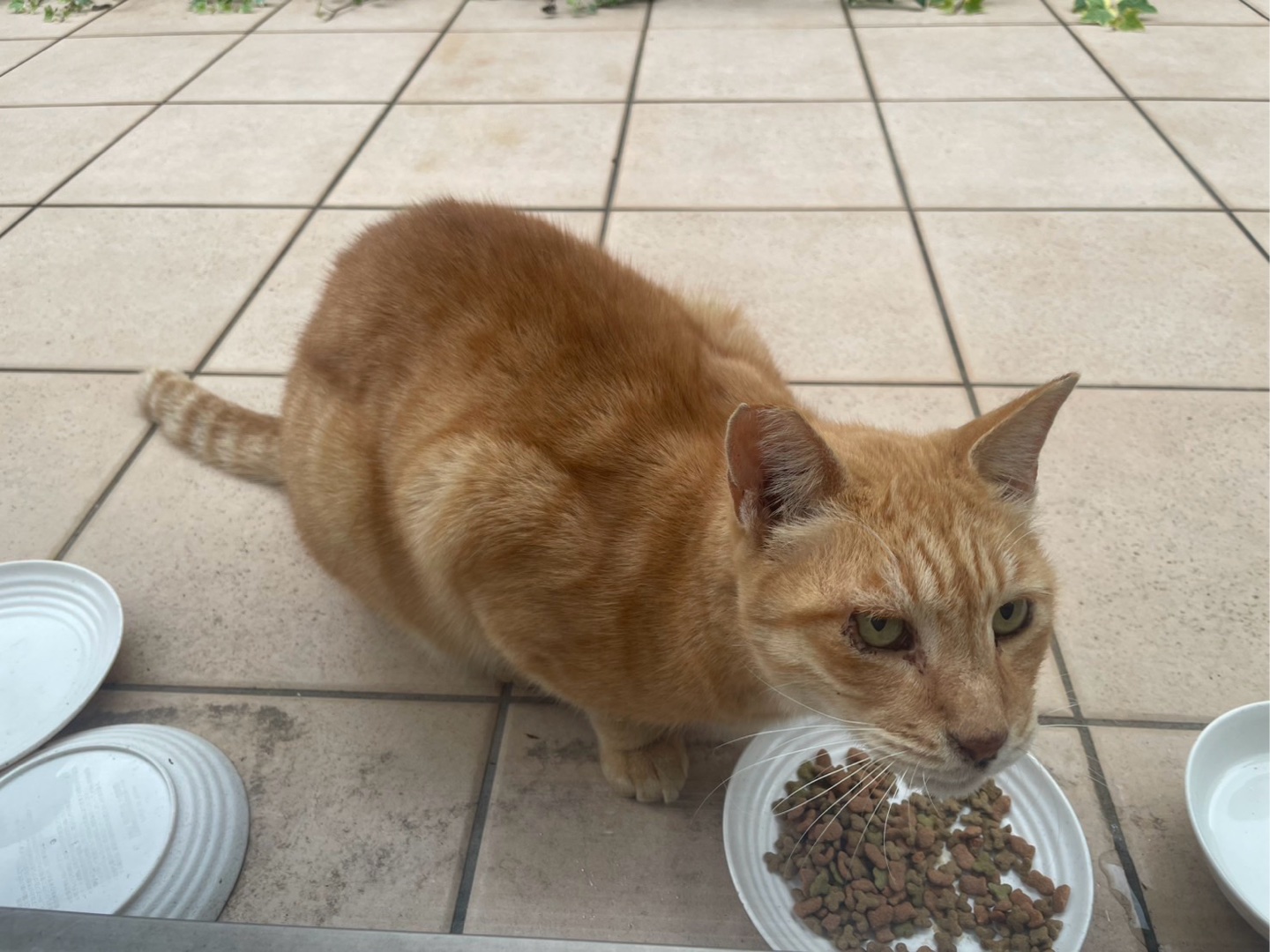 今日のにゃんこ見せて！