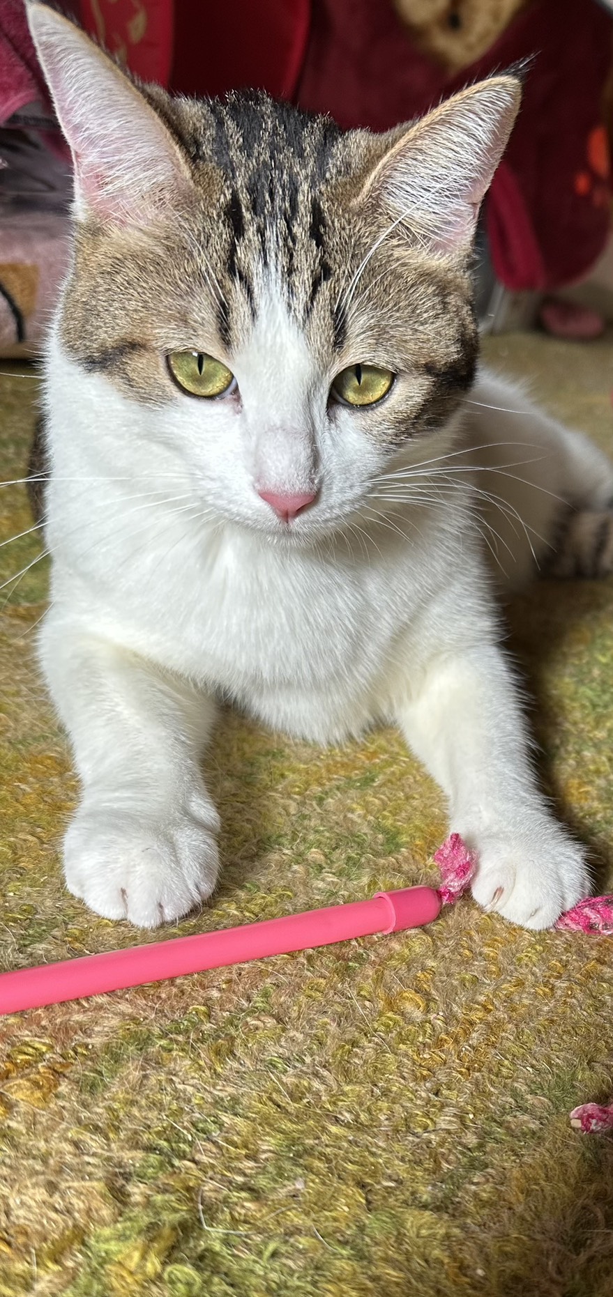 猫アレルギーって言ったら必ず笑われる