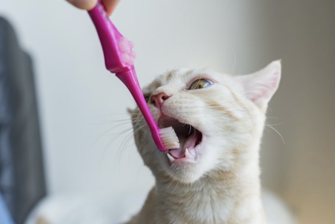 猫ちゃんの歯磨き。歯磨き成分入りと直の歯磨きは同じ効果ありますか？