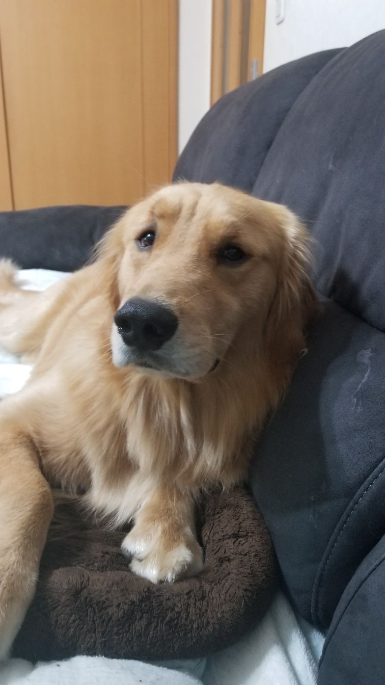 動物が待ってるよ、どんな動物？