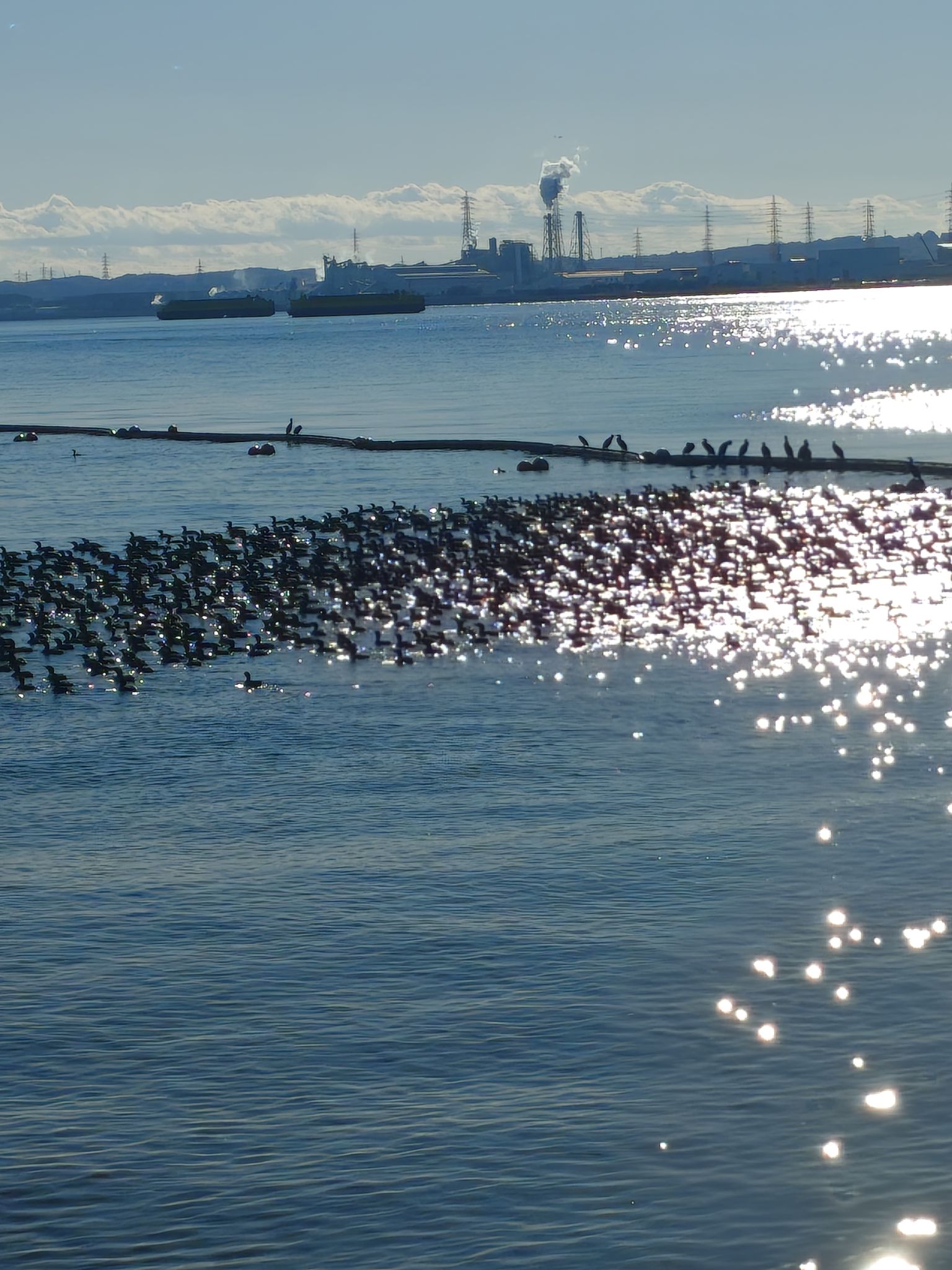 なんの鳥だと思う？鴨かな？