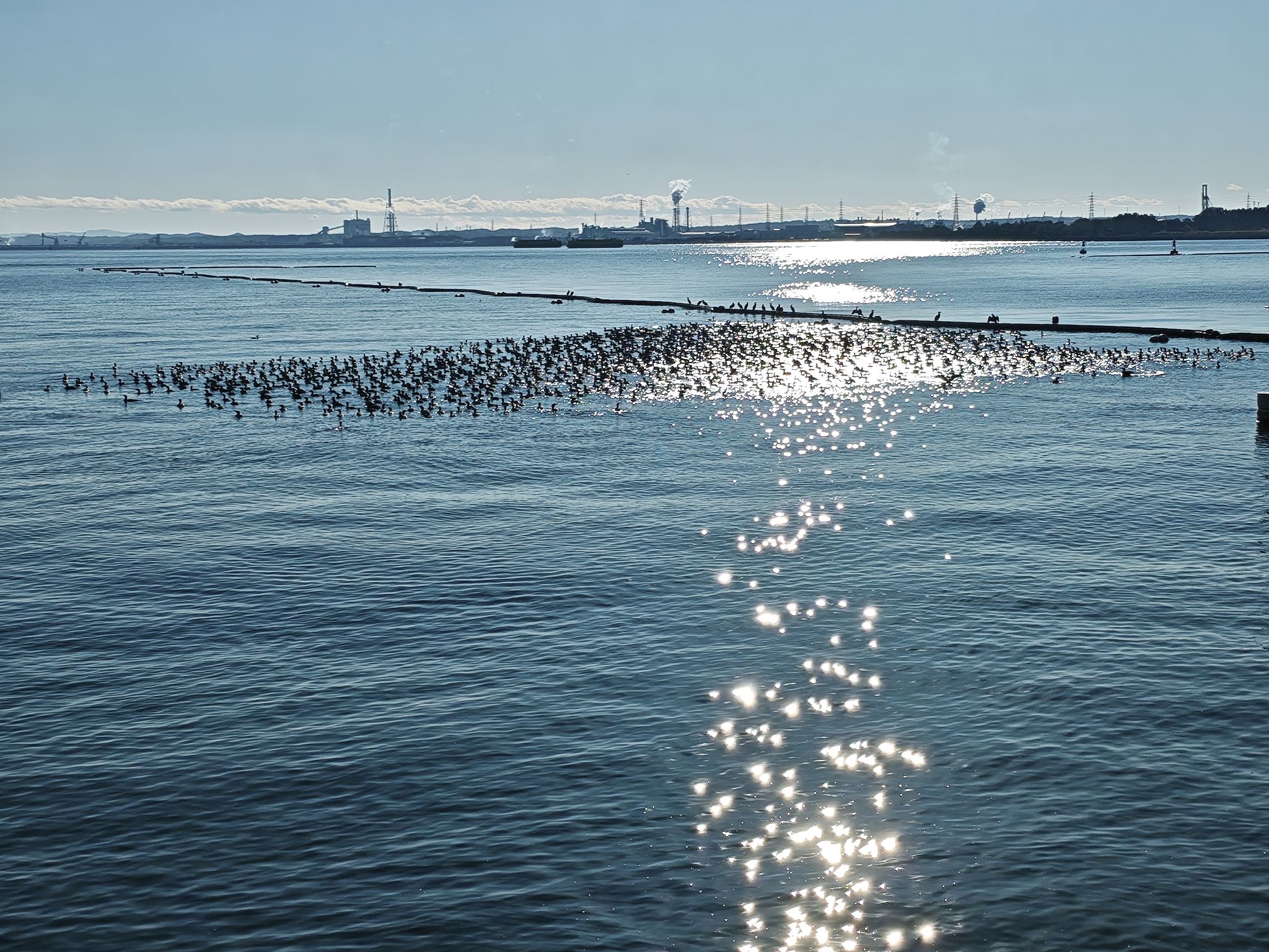 なんの鳥だと思う？鴨かな？