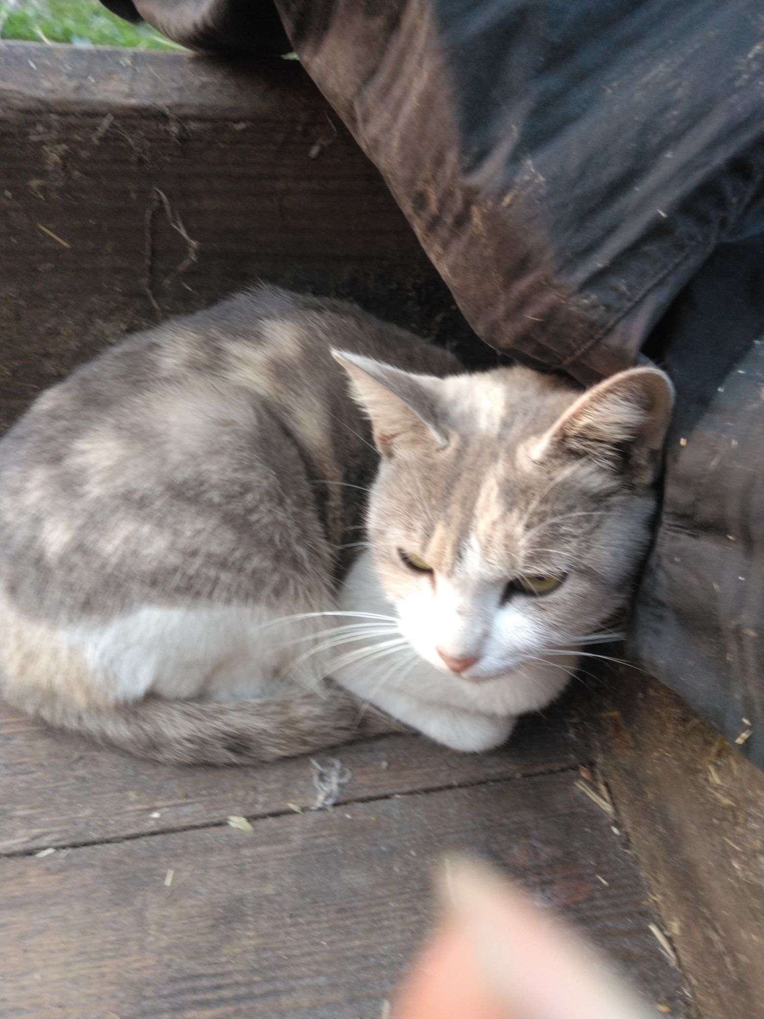 猫好きに、聞きたい。　貴方はモフモフ派？それともスタイリッシュ派？