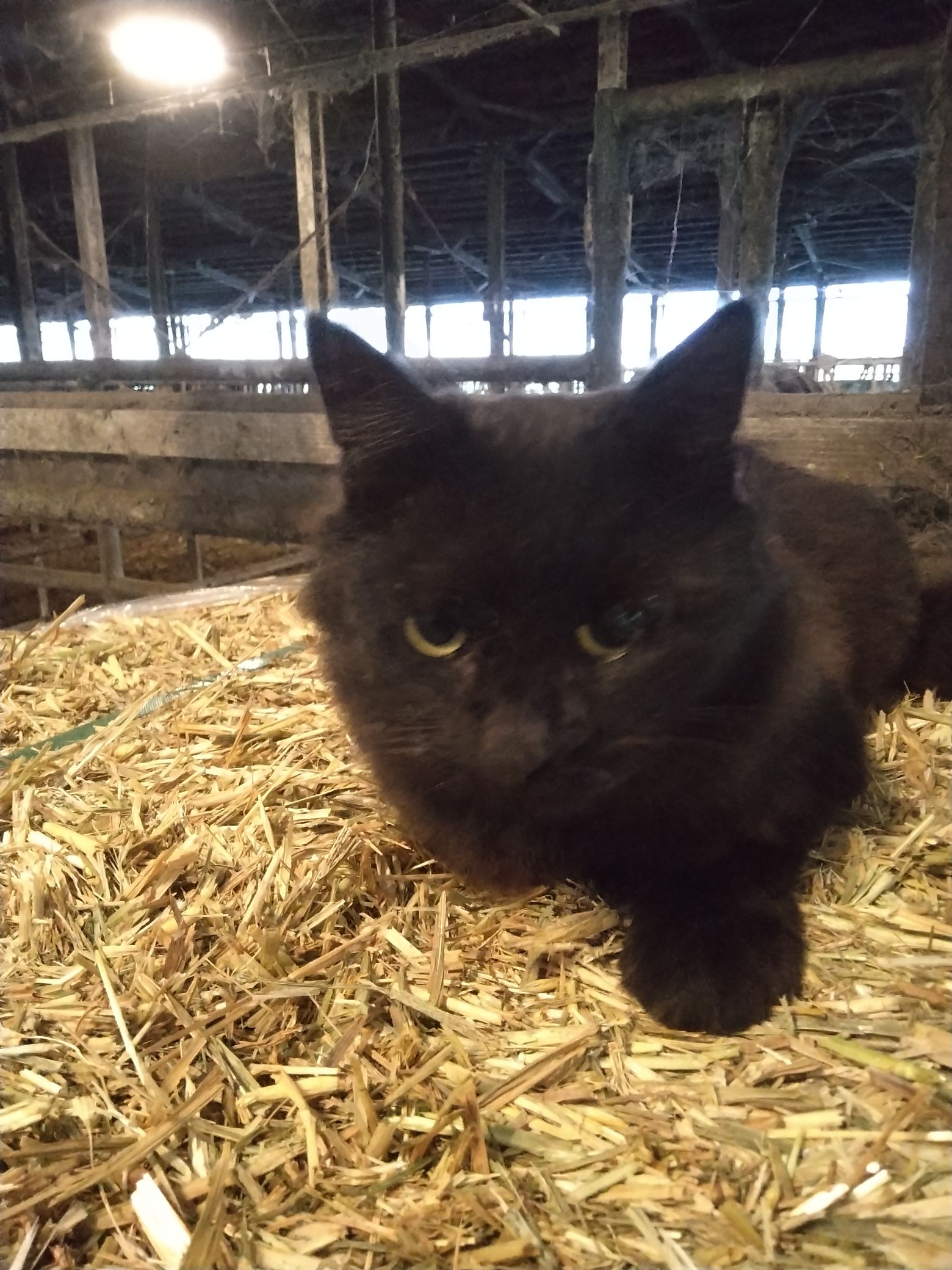 猫好きに、聞きたい。　貴方はモフモフ派？それともスタイリッシュ派？