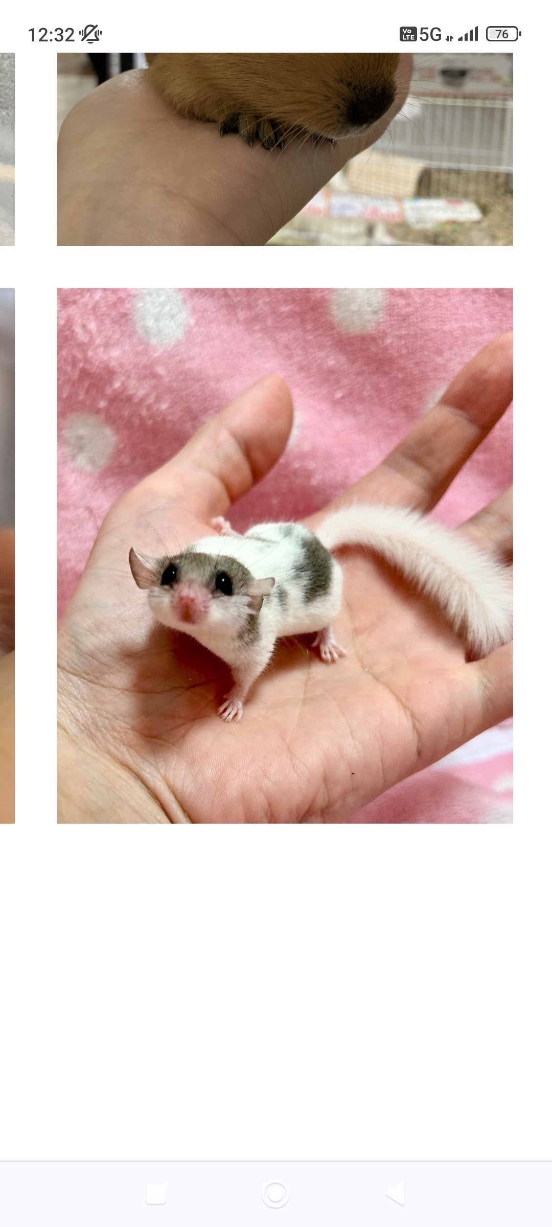 彼氏欲しい人はどれ位いますか？(=^・・^=)